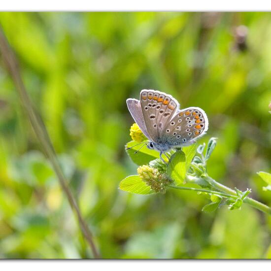 Polyommatus icarus: Animal in habitat Garden agriculture in the NatureSpots App