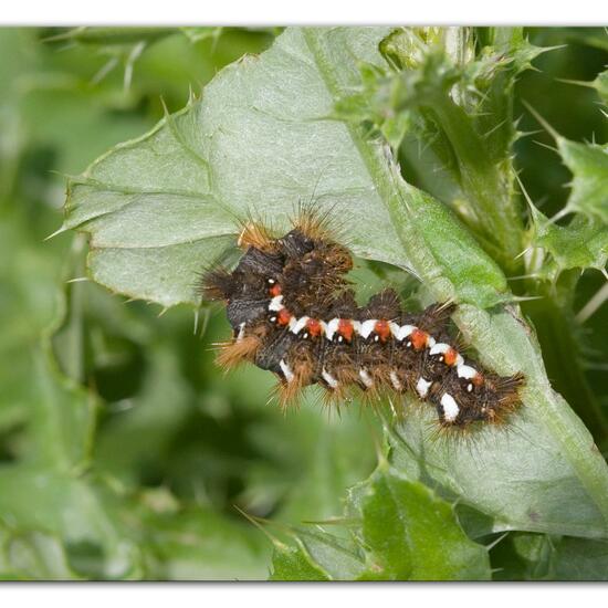 Acronicta rumicis: Animal in habitat Buffer strip in the NatureSpots App