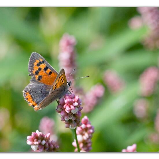 Lycaena phlaeas: Animal in habitat Garden agriculture in the NatureSpots App