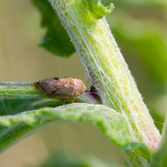 Wiesenschaumzikade: Tier im Habitat Naturnahe Wiese in der NatureSpots App