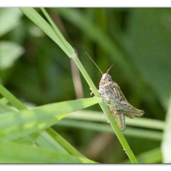 Bow-winged grasshopper: Animal in habitat Buffer strip in the NatureSpots App