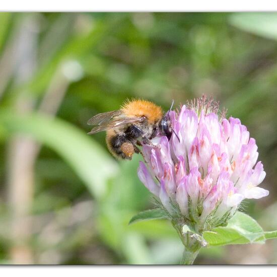 Bombus pascuorum: Animal in habitat Garden agriculture in the NatureSpots App