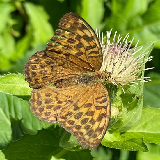 Argynnis paphia: Animal in habitat Park in the NatureSpots App