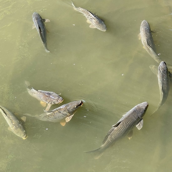 Common carp: Animal in habitat Park in the NatureSpots App