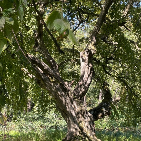 Carpinus betulus: Plant in habitat Park in the NatureSpots App