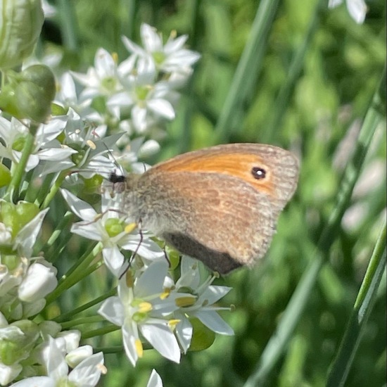 Small Heath: Animal in habitat Garden in the NatureSpots App
