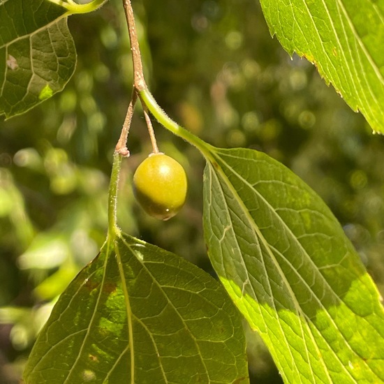 Celtis laevigata: Plant in habitat Park in the NatureSpots App