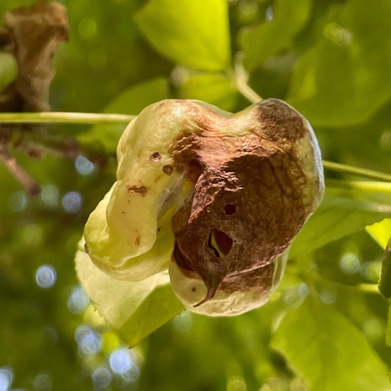Staphylea pinnata: Plant in habitat Park in the NatureSpots App