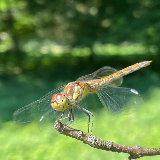 Große Heidelibelle: Tier im Habitat Park in der NatureSpots App