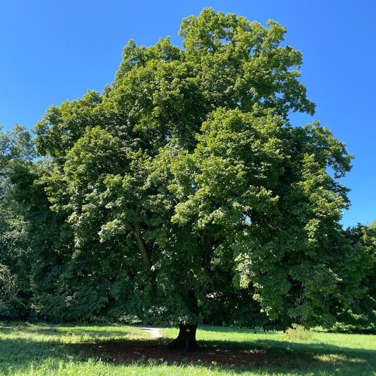 Sommer-Linde: Pflanze im Habitat Park in der NatureSpots App