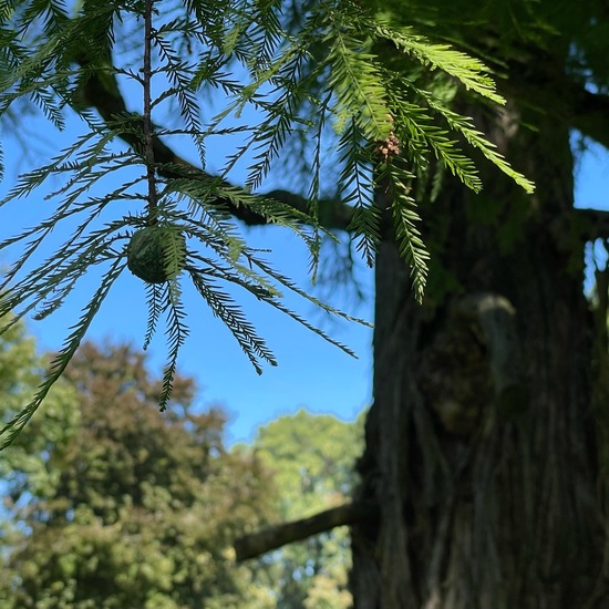 Echte Sumpfzypresse: Pflanze im Habitat Park in der NatureSpots App