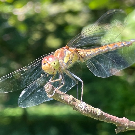 Große Heidelibelle: Tier im Habitat Park in der NatureSpots App