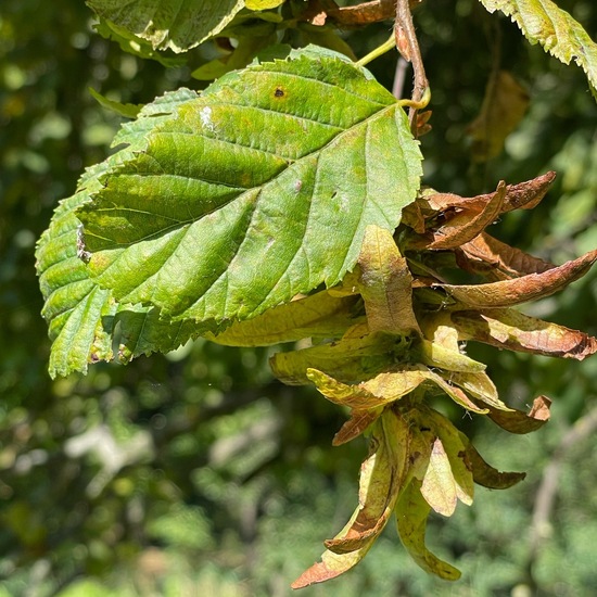 Carpinus betulus: Plant in habitat Park in the NatureSpots App