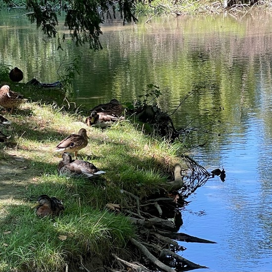 Stockente: Tier im Habitat Anderes Süsswasserhabitat in der NatureSpots App