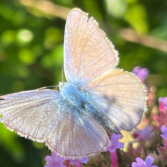 Polyommatus icarus: Animal in habitat Garden in the NatureSpots App