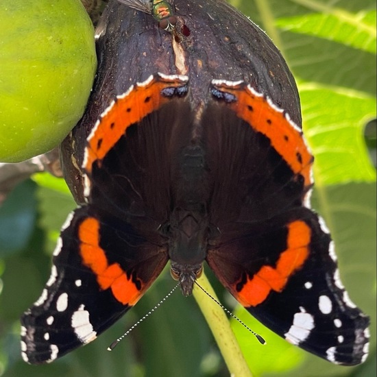 Admiral: Tier im Habitat Garten in der NatureSpots App