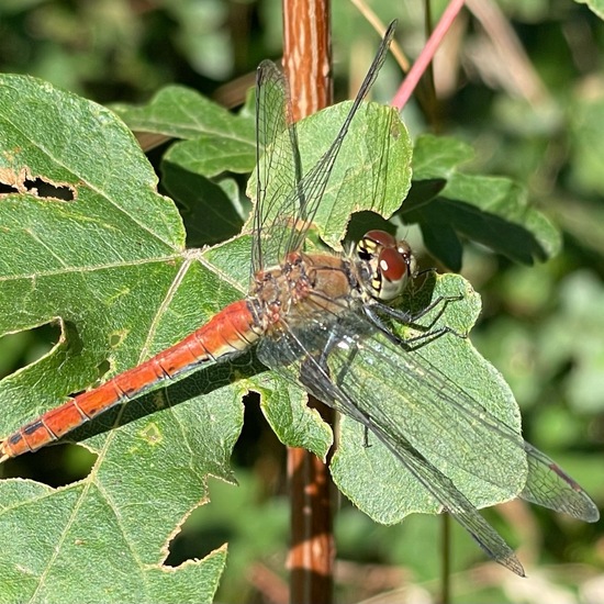 Blutrote Heidelibelle: Tier im Habitat Park in der NatureSpots App