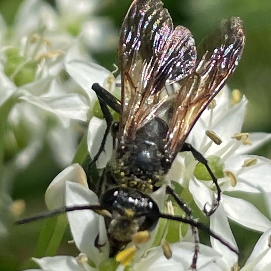 Stahlblauer Grillenjäger: Tier im Habitat Stadt und Garten in der NatureSpots App