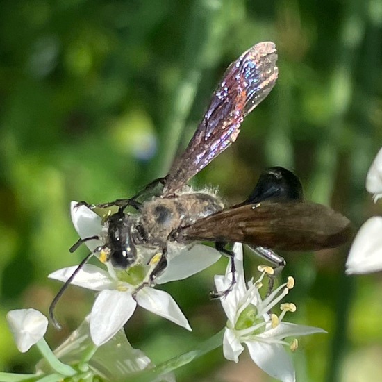 Stahlblauer Grillenjäger: Tier im Habitat Stadt und Garten in der NatureSpots App