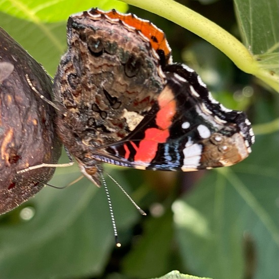 Admiral: Tier im Habitat Garten in der NatureSpots App