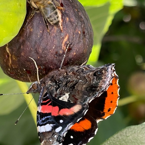 Admiral: Tier im Habitat Garten in der NatureSpots App