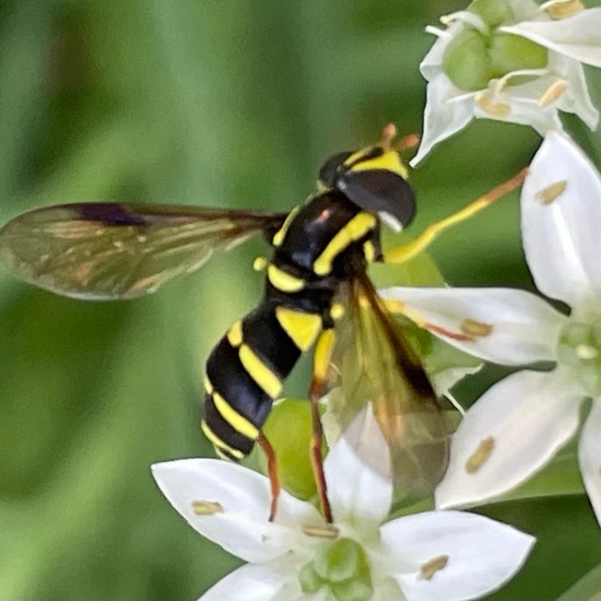 Xanthogramma pedissequum: Tier im Habitat Garten in der NatureSpots App