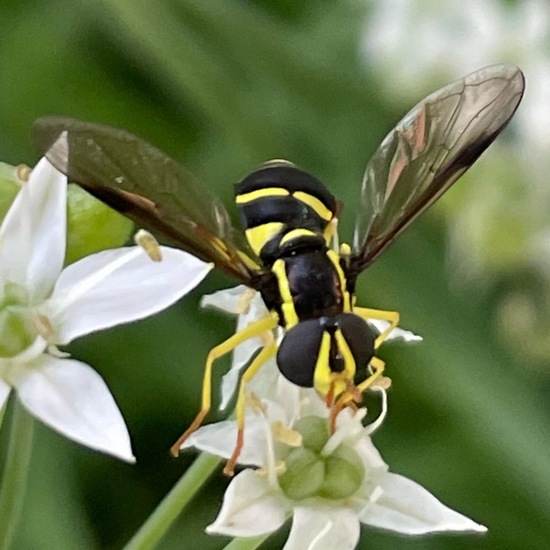 Xanthogramma pedissequum: Tier im Habitat Garten in der NatureSpots App