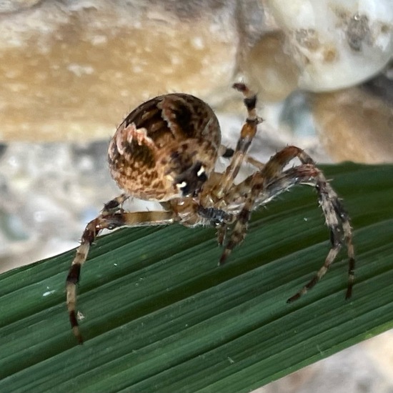 Araneus diadematus: Animal in nature in the NatureSpots App