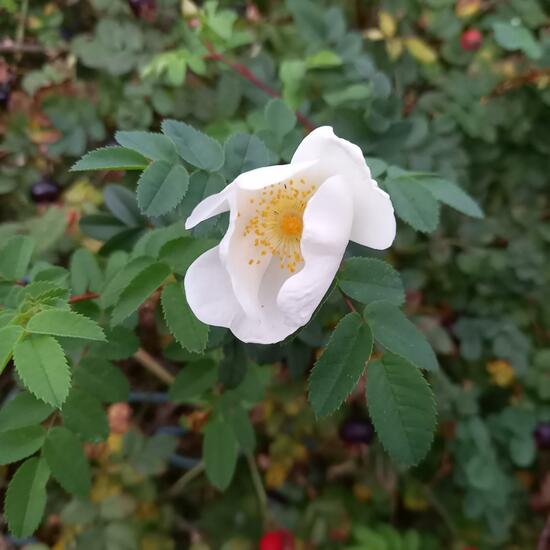 Rosa spinosissima: Plant in nature in the NatureSpots App