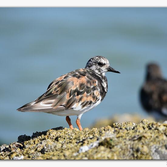 Ruddy Turnstone: Animal in habitat Sandy coast in the NatureSpots App