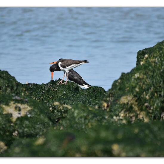 Eurasian Oystercatcher: Animal in habitat Sandy coast in the NatureSpots App