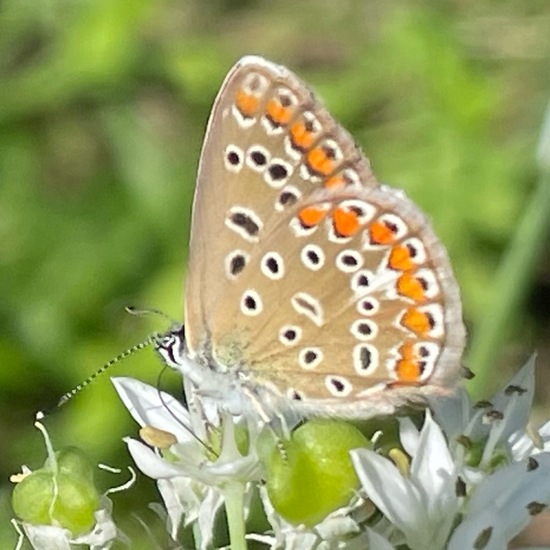 Polyommatus icarus: Animal in habitat Garden in the NatureSpots App