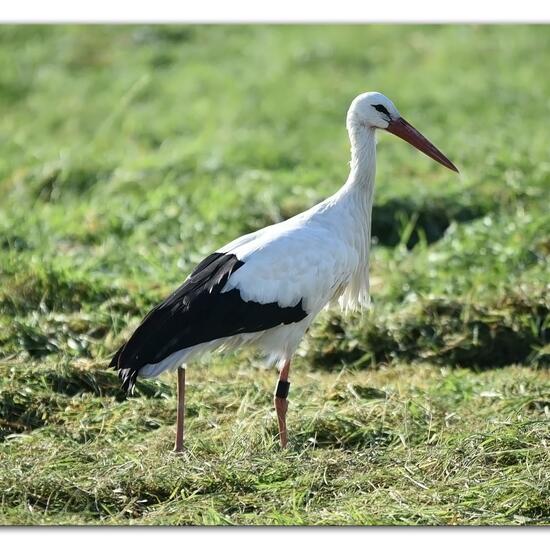 White stork: Animal in habitat Agricultural meadow in the NatureSpots App