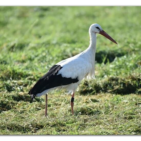 Weißstorch: Tier im Habitat Landwirtschaftliche Wiese in der NatureSpots App