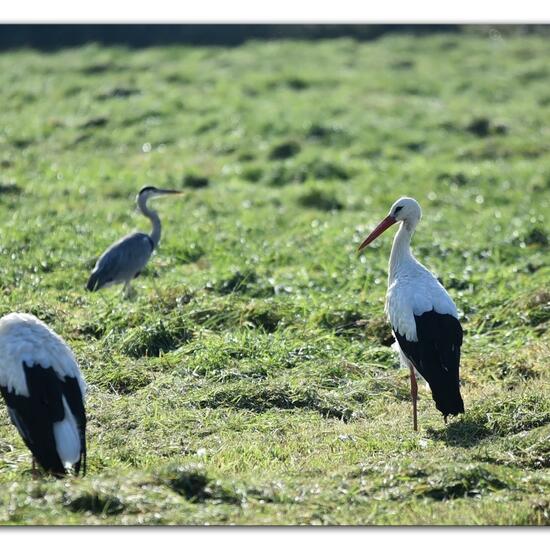 White stork: Animal in habitat Agricultural meadow in the NatureSpots App