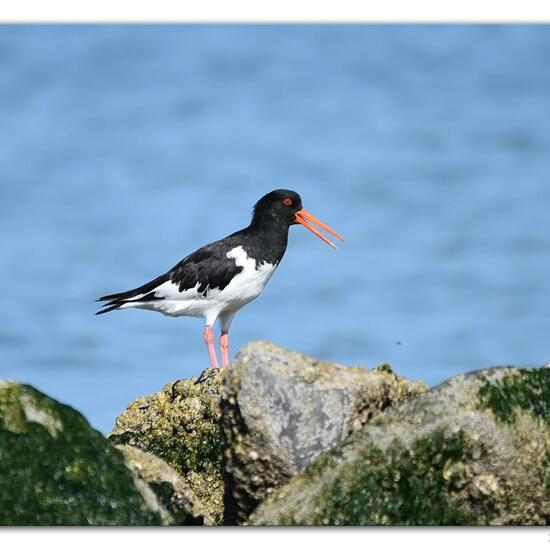 Eurasian Oystercatcher: Animal in habitat Sandy coast in the NatureSpots App