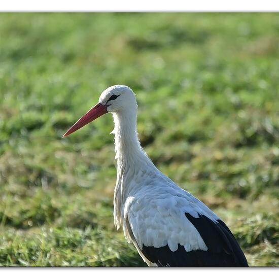 White stork: Animal in habitat Agricultural meadow in the NatureSpots App