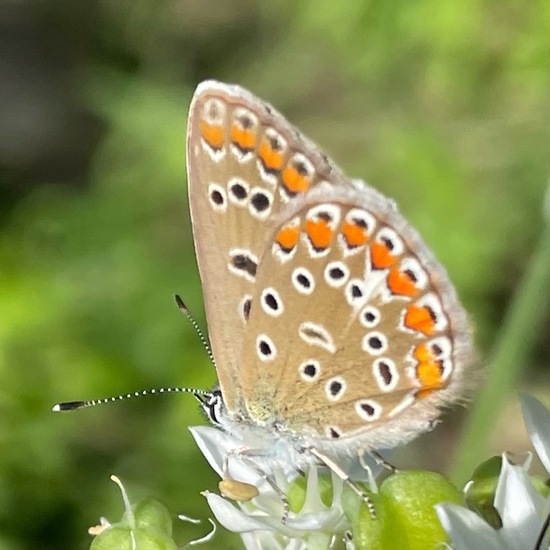 Polyommatus icarus: Animal in habitat Garden in the NatureSpots App