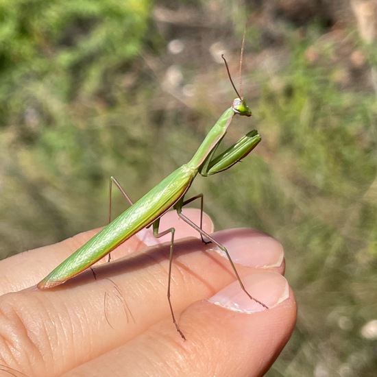 Mantis religiosa: Animal in habitat Grassland in the NatureSpots App