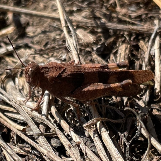 Oedipodinae: Tier im Habitat Naturnahe Wiese in der NatureSpots App