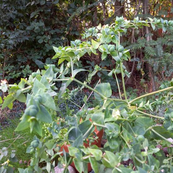 Euphorbia lathyris: Plant in nature in the NatureSpots App