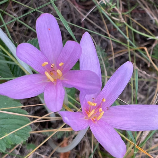 Colchicum autumnale: Plant in habitat Natural Meadow in the NatureSpots App