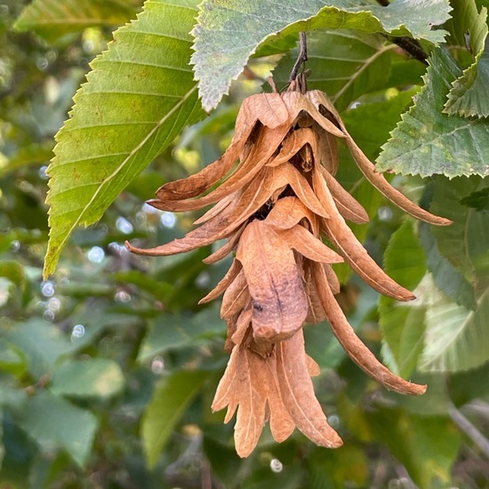 Carpinus betulus: Plant in habitat Garden in the NatureSpots App