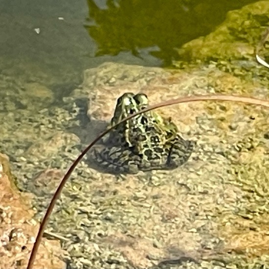 Pelophylax: Animal in habitat Artificial freshwater in the NatureSpots App