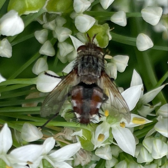 Fliegen: Tier im Habitat Stadt und Garten in der NatureSpots App