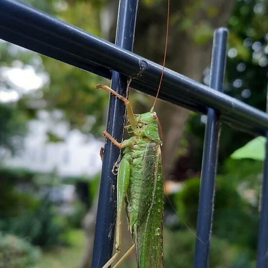 Tettigonia viridissima: Animal in habitat Backyard in the NatureSpots App