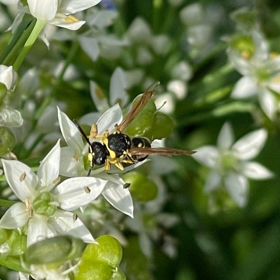 Töpferwespen: Tier im Habitat Garten in der NatureSpots App