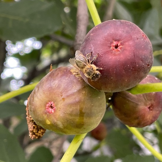 Echte Feige: Pflanze im Habitat Garten in der NatureSpots App