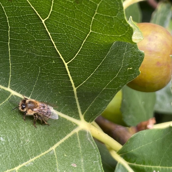 Echte Feige: Pflanze im Habitat Garten in der NatureSpots App