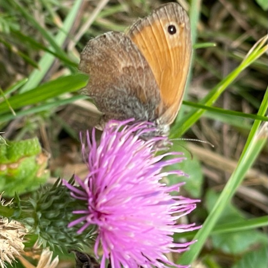 Small Heath: Animal in habitat Garden in the NatureSpots App